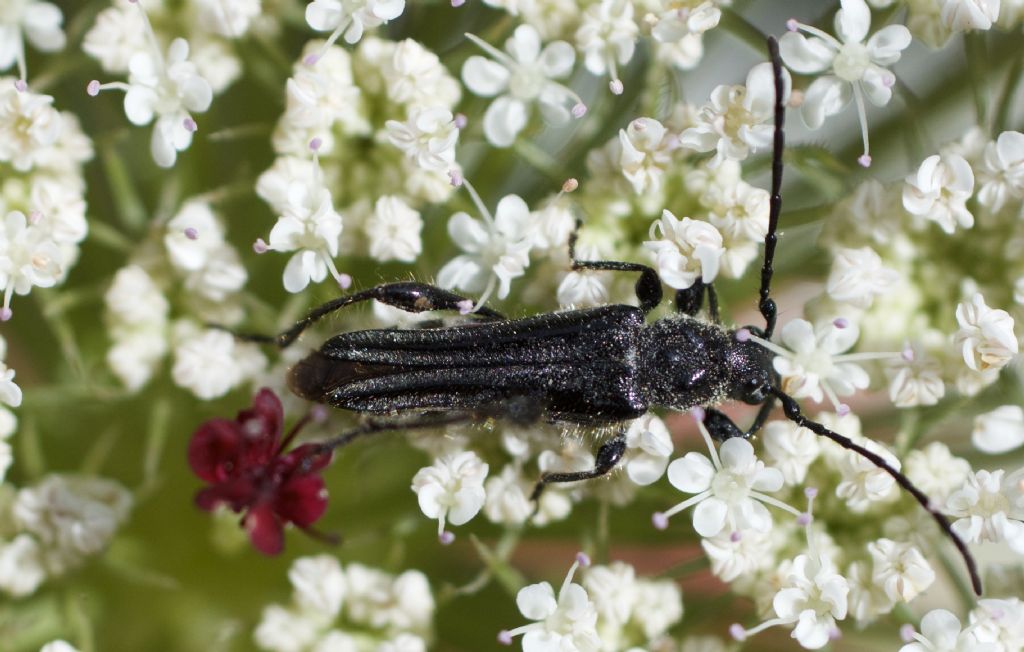 Cerambycidae: Stenopterus ater